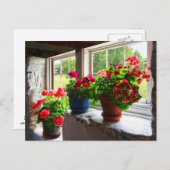 Carte Postale Trois Pots de Geraniums sur Windowsill (Devant / Derrière)