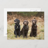 Carte Postale Trois récupérateurs Black Labrador (Devant / Derrière)