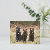 Carte Postale Trois récupérateurs Black Labrador (Debout devant)