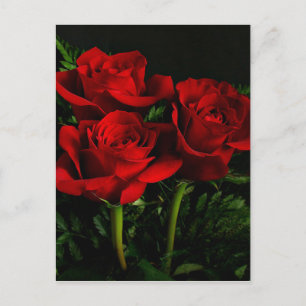 Carte Postale Trois Roses