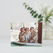 Carte Postale Trois Singes Ensemble pour la Faune (Debout devant)