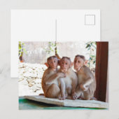 Carte Postale Trois Singes Ensemble pour la Faune (Devant / Derrière)