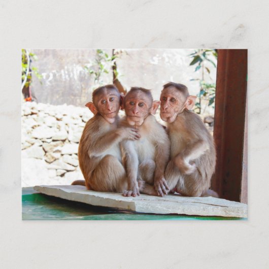 Carte Postale Trois Singes Ensemble pour la Faune (Devant)