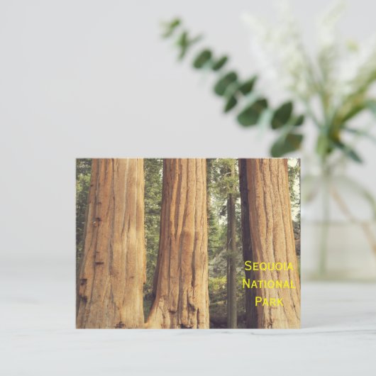 Carte Postale Trois Soeurs (Debout devant)