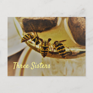 Carte Postale Trois soeurs Yellowjacket Wasps