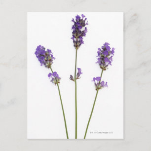 Carte Postale Trois tiges de fleurs de lavande violette anglaise