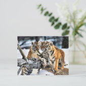 Carte Postale Trois tigre CUB en cadeaux d'art de neige (Debout devant)