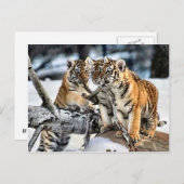 Carte Postale Trois tigre CUB en cadeaux d'art de neige (Devant / Derrière)