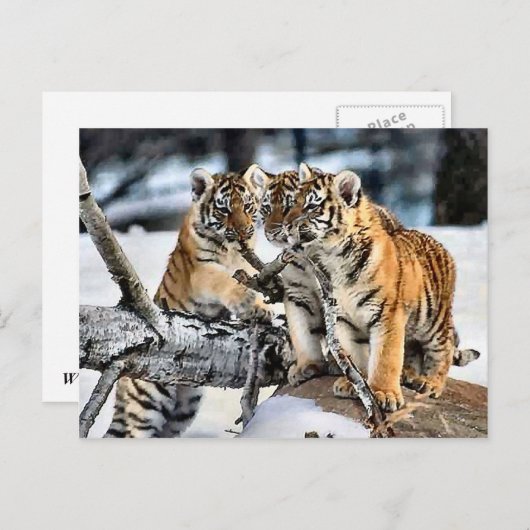 Carte Postale Trois tigre CUB en cadeaux d'art de neige (Devant / Derrière)