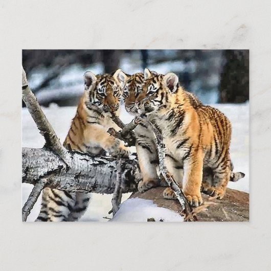 Carte Postale Trois tigre CUB en cadeaux d'art de neige (Devant)