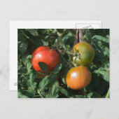 Carte Postale Trois tomates (Devant / Derrière)