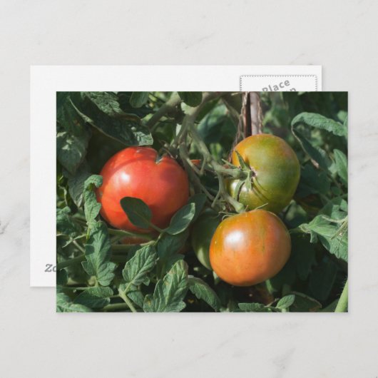 Carte Postale Trois tomates (Devant / Derrière)