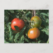 Carte Postale Trois tomates (Devant)