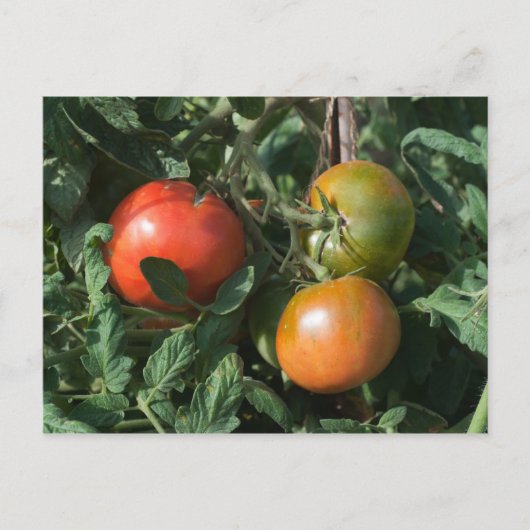 Carte Postale Trois tomates (Devant)