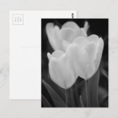 Carte Postale Trois Tulipes (Devant / Derrière)