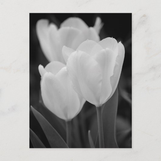 Carte Postale Trois Tulipes (Devant)