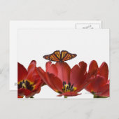 Carte Postale Trois tulipes rouges et un papillon monarque contr (Devant / Derrière)