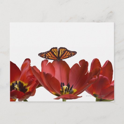 Carte Postale Trois tulipes rouges et un papillon monarque contr (Devant)