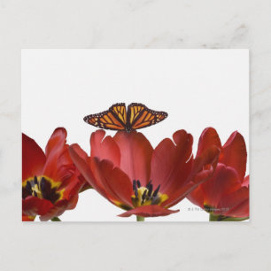 Carte Postale Trois tulipes rouges et un papillon monarque contr