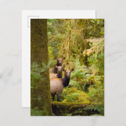 Carte Postale Trois Vaches De Elk Roosevelt Regardant Vue (Devant / Derrière)