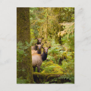 Carte Postale Trois vaches élans de Roosevelt regardant la vue