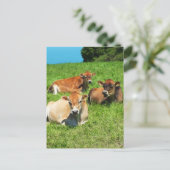 Carte Postale Trois vaches Jersey (Debout devant)