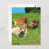 Carte Postale Trois vaches Jersey (Devant / Derrière)