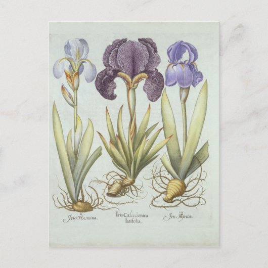 Carte Postale Trois variétés de rhizomatous sans ours Irises (Devant)