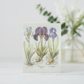 Carte Postale Trois variétés de rhizomatous sans ours Irises (Debout devant)