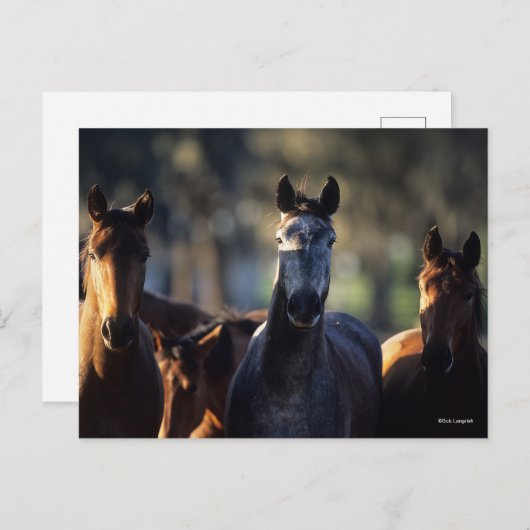 Carte Postale Trois Warmblos debout debout ensemble rétroéclairé (Devant / Derrière)