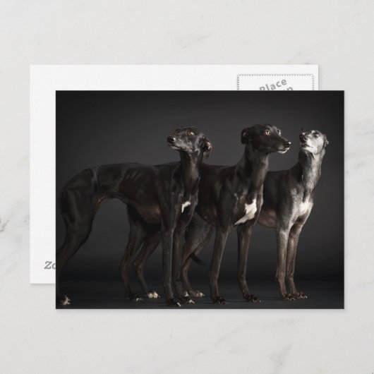 Carte Postale Trois whippets (Devant / Derrière)