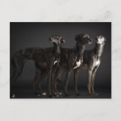 Carte Postale Trois whippets (Devant)