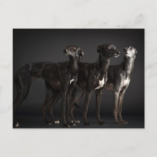 Carte Postale Trois whippets (Devant)