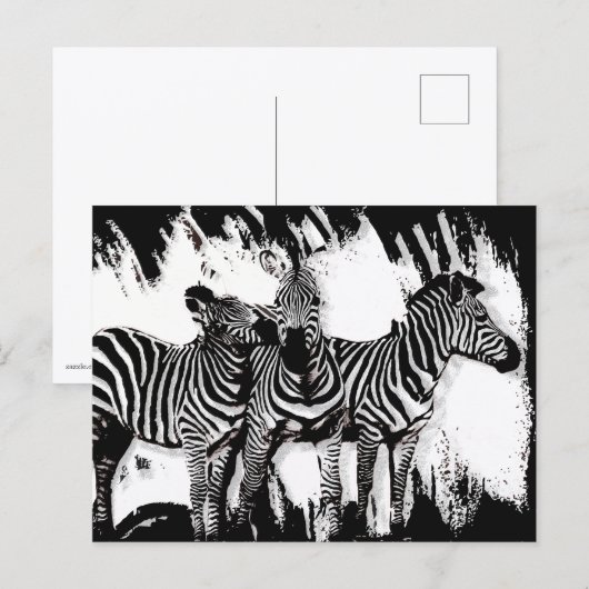 Carte Postale Trois zèbres peignant (Devant / Derrière)