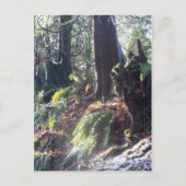 Carte Postale "troll" forestier dans la neige #2 (Devant)