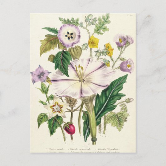 Carte Postale Trompette du diable, assiette 46 des "Dames" (Devant)