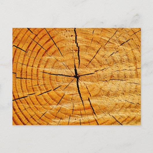 Carte Postale Tronc d'arbre (Devant)