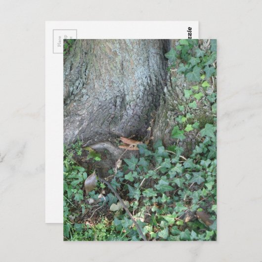 Carte Postale Tronc d'arbre et lierre en forêt (Devant / Derrière)