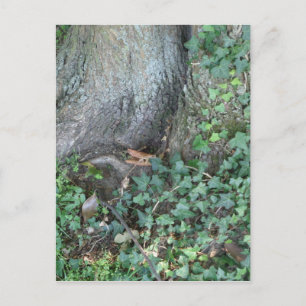 Carte Postale Tronc d'arbre et lierre en forêt