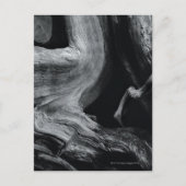 Carte Postale tronc d'arbre mort (Devant)