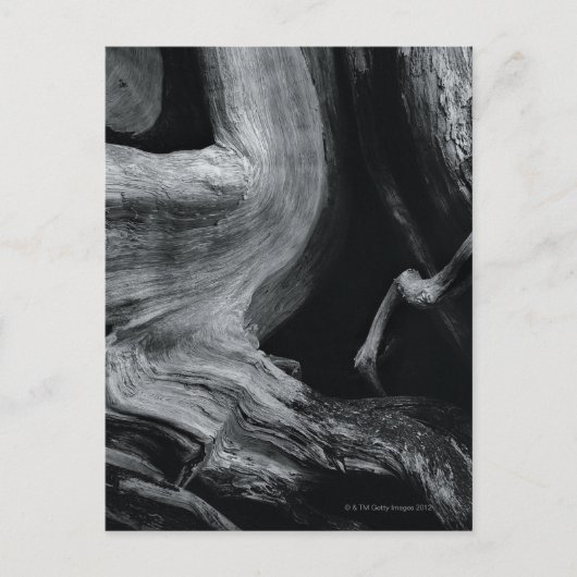 Carte Postale tronc d'arbre mort (Devant)