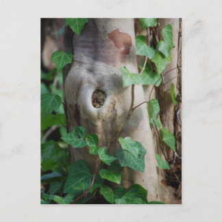 Carte Postale tronc de lierre