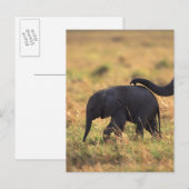 Carte Postale Tronc d'éléphant touchant la progéniture, Kenya, (Devant / Derrière)