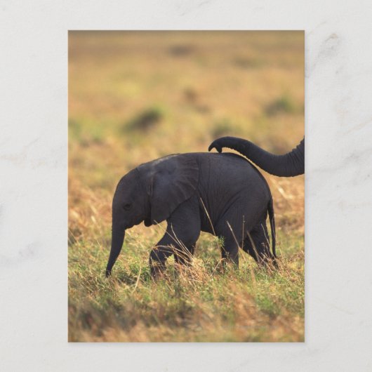 Carte Postale Tronc d'éléphant touchant la progéniture, Kenya, (Devant)