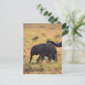 Carte Postale Tronc d'éléphant touchant la progéniture, Kenya, (Debout devant)