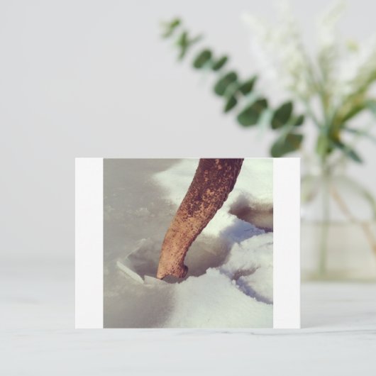 Carte Postale Tronc éléphant (Debout devant)