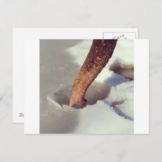 Carte Postale Tronc éléphant (Devant / Derrière)