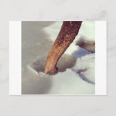 Carte Postale Tronc éléphant (Devant)