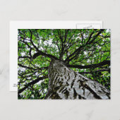 Carte Postale Tronc et branches noires (Devant / Derrière)