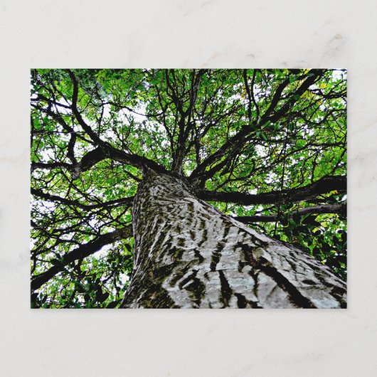 Carte Postale Tronc et branches noires (Devant)